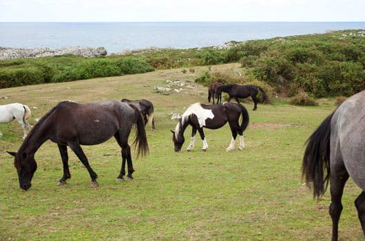 Herd of horses grazing, Spain