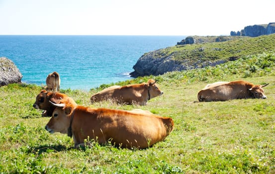 Herd of cows grazing next to sea