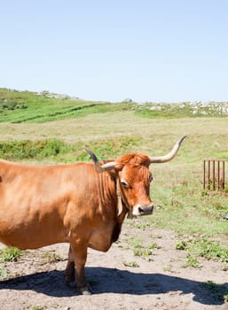 Herd of cows grazing on the grass