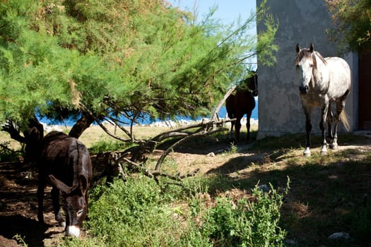 White horse next to the church