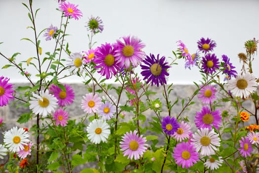 Bachground of various Colorful daisies