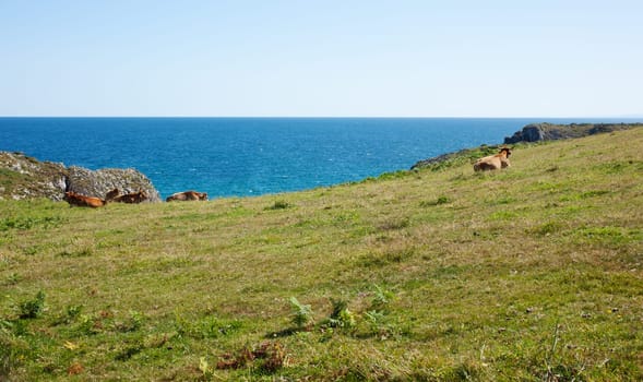 Herd of cows grazing next to sea