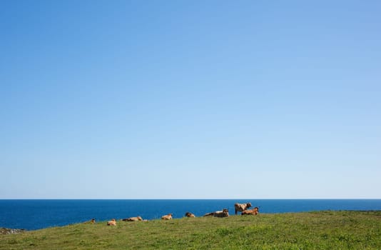 Herd of cows grazing next to sea