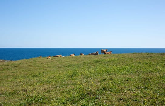Herd of cows grazing next to sea