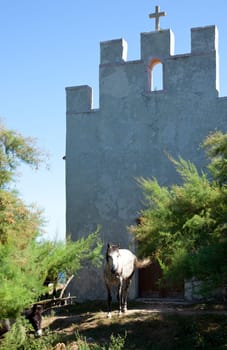 White horse next to the church