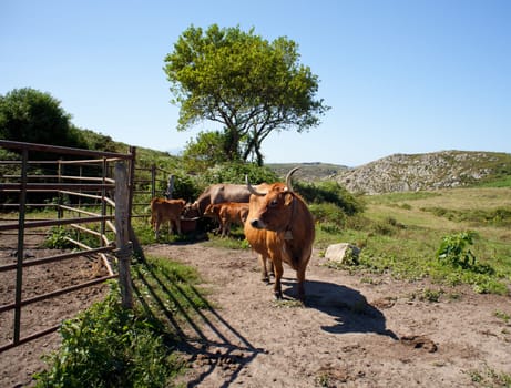Herd of cows grazing on the grass