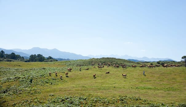 Herd of cows grazing on the grass