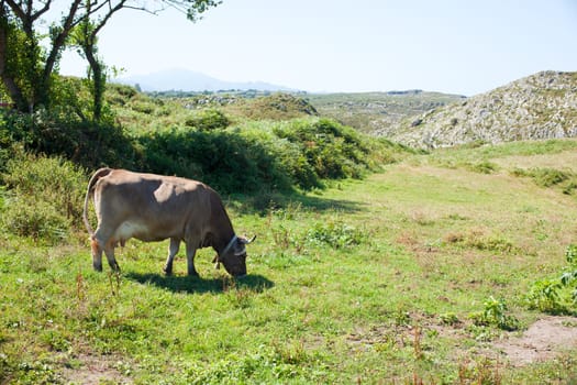 Herd of cows grazing on the grass