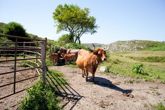 Herd of cows grazing on the grass