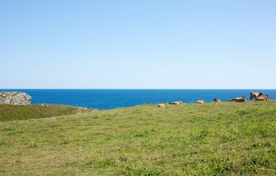 Herd of cows grazing next to sea