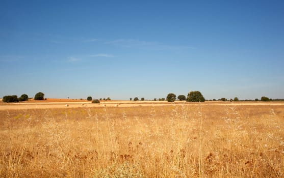 View of a field in Spain