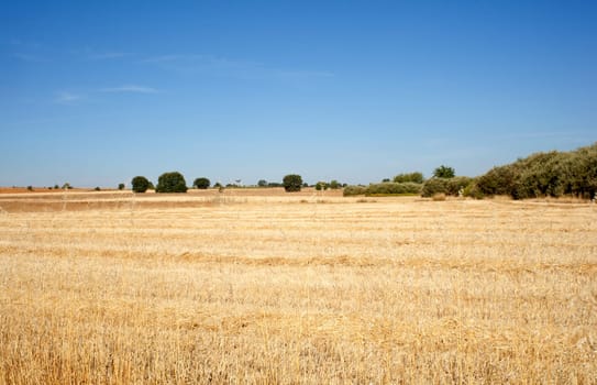 View of a field in Spain