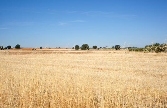 View of a field in Spain