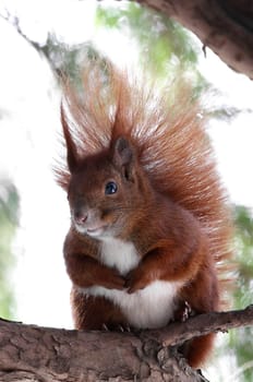 The squirrel (Sciurus vulgaris)