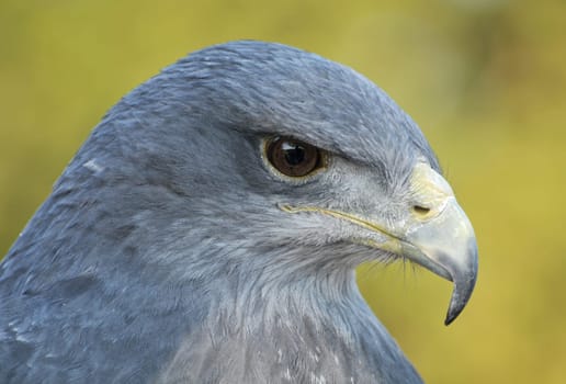 Blue Buzzard