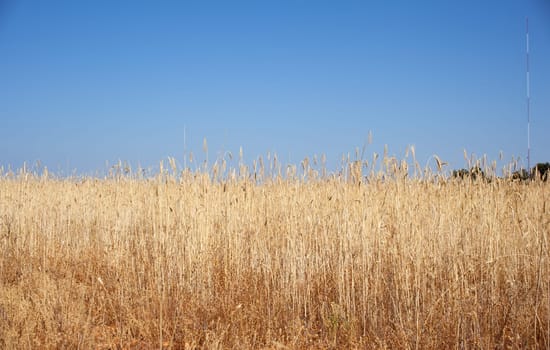 Ripe wheat ears on field on blue sky