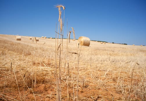 Ripe wheat ears on field on blue sky