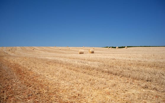Ripe wheat ears on field on blue sky