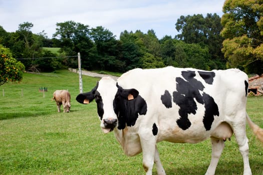 Cows in the fence on a farm