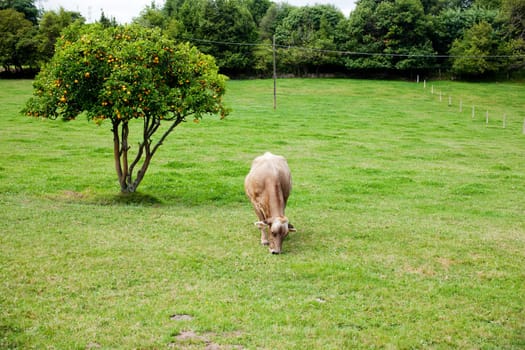 Cow grazing in a meadow