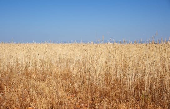 Ripe wheat ears on field on blue sky