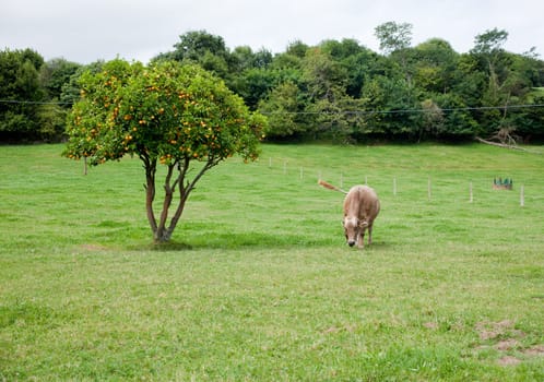Cow grazing in a meadow