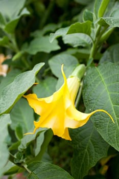 Datura Suaveolen, Angel's Trumpet flower