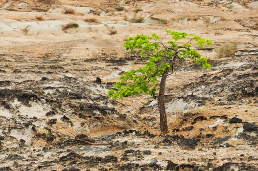 A beautiful green tree growing in a desolate desert wasteland