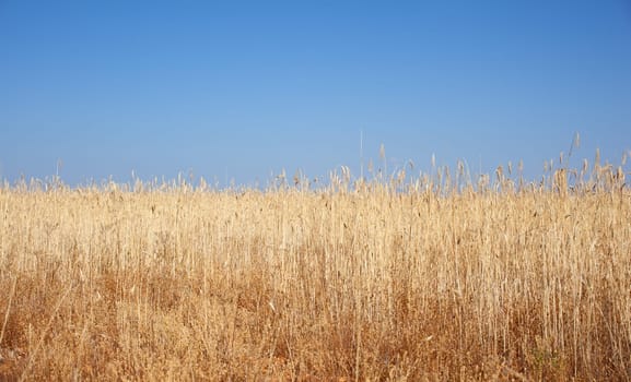 Ripe wheat ears on field on blue sky