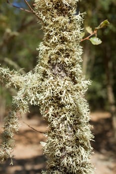 moss is growing on the tree