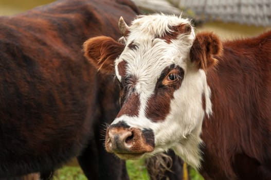 Closeup view of the face of a redish and white cow