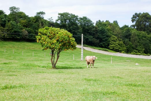 Cow grazing in a meadow
