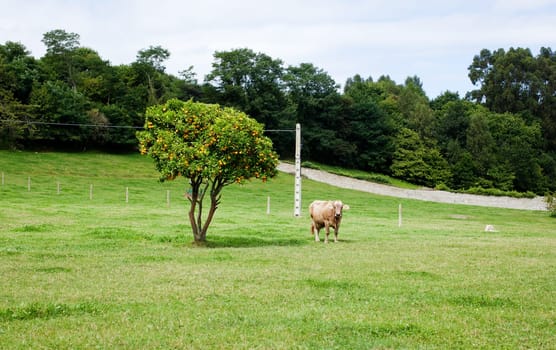 Cow grazing in a meadow