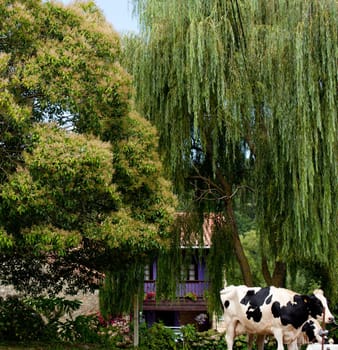Spotted cow grazing in a meadow