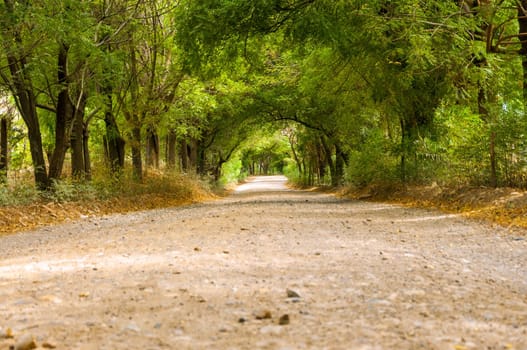 Rural dirt road covered on both sides by lush green trees