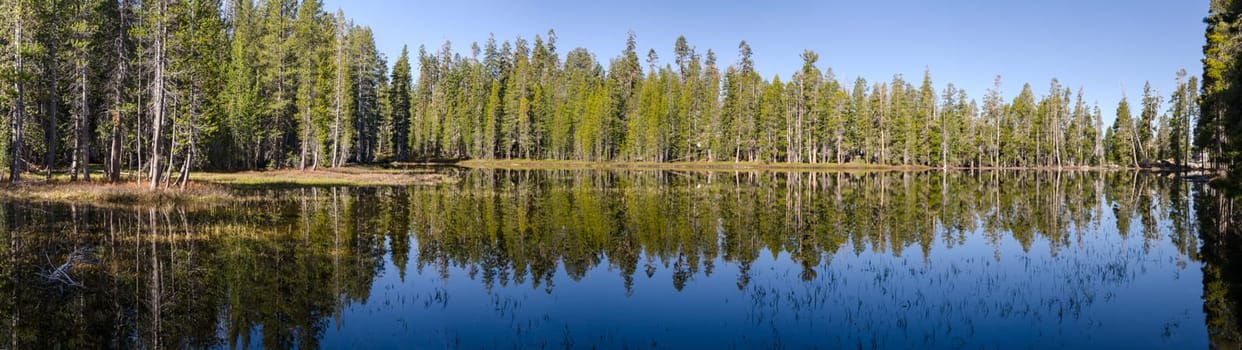 overview of trees on a lake of Tioga Pass in Yosemite National Park in California