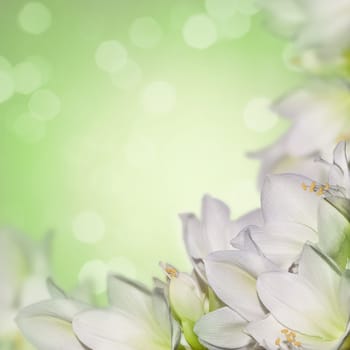 Amarillys blossom against green background