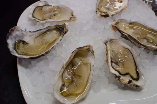 Oysters