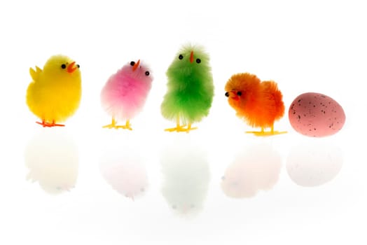Easter chicks of four colours and one egg isolated on white