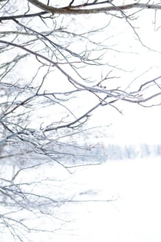 Winter scene with tree branches in foreground outdoors on overcast day
