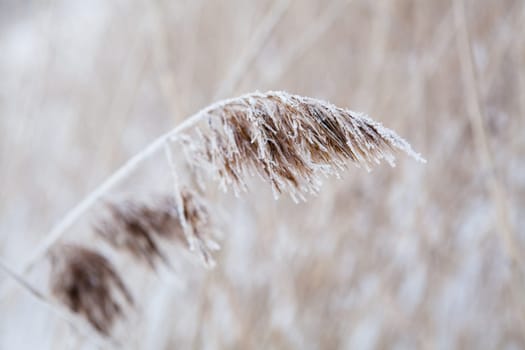 Closeup of the leaves of a reed during winter in Finland Scandinavia