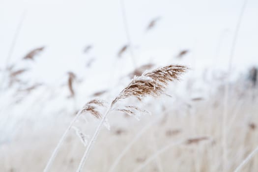 Closeup of reeds on the shoreline during winter in Finland Scandinavia on still overcast day
