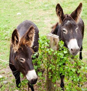 Donkeys grazing in the meadow