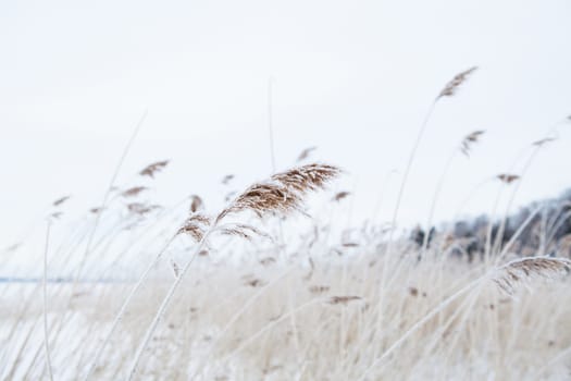 Long reeds on the shoreline during winter in Finland Scandinavia on still overcast day