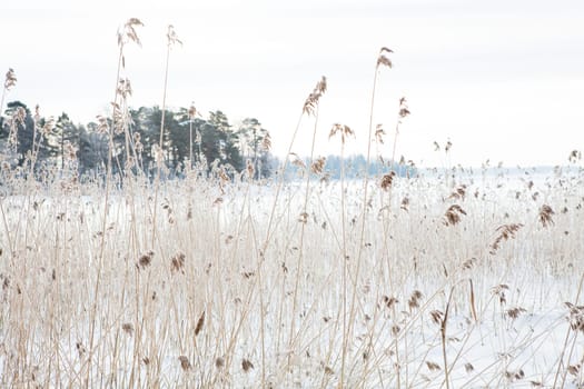 Long reeds on the shoreline during winter in Finland Scandinavia on still overcast day