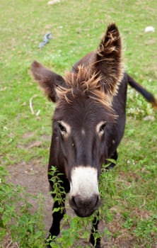 Donkeys grazing in the meadow