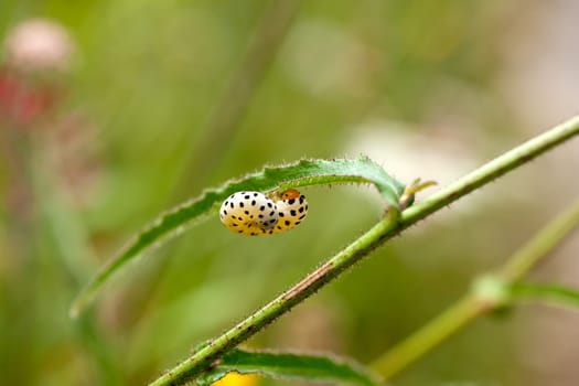 Worm caterpillar on a leaf