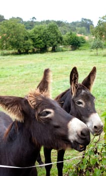 Donkeys grazing in the meadow