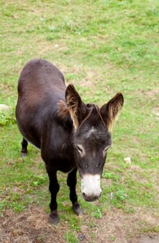 Donkeys grazing in the meadow