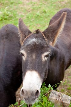 Donkeys grazing in the meadow
